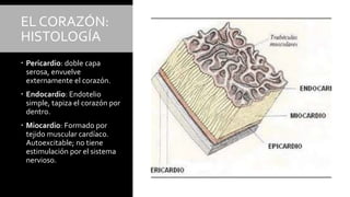 EL CORAZÓN:
HISTOLOGÍA
 Pericardio: doble capa
serosa, envuelve
externamente el corazón.
 Endocardio: Endotelio
simple, tapiza el corazón por
dentro.
 Miocardio: Formado por
tejido muscular cardíaco.
Autoexcitable; no tiene
estimulación por el sistema
nervioso.
 