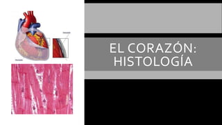 EL CORAZÓN:
HISTOLOGÍA
 