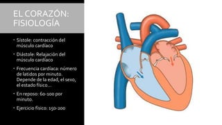 EL CORAZÓN:
FISIOLOGÍA
 Sístole: contracción del
músculo cardíaco
 Diástole: Relajación del
músculo cardíaco
 Frecuencia cardíaca: número
de latidos por minuto.
Depende de la edad, el sexo,
el estado físico…
 En reposo: 60-100 por
minuto.
 Ejercicio físico: 150-200
 