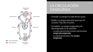LA CIRCULACIÓN
SANGUÍNEA
 Cerrada: La sangre no sale de los vasos.
 Doble: La sangre pasa dos veces por el
corazón. Hay dos circuitos.
 Completa: La sangre oxigenada y la
desoxigenada no se mezclan.
 La parte derecha del corazón sólo bombea
sangre desoxigenada,
 La izquierda bombea sólo sangre
oxigenada.
 