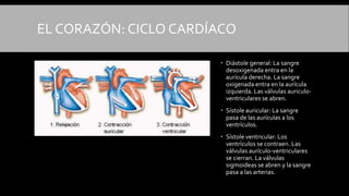 EL CORAZÓN: CICLO CARDÍACO
 Diástole general: La sangre
desoxigenada entra en la
aurícula derecha. La sangre
oxigenada entra en la aurícula
izquierda. Las válvulas auriculo-
ventriculares se abren.
 Sístole auricular: La sangre
pasa de las aurículas a los
ventrículos.
 Sístole ventricular: Los
ventrículos se contraen. Las
válvulas aurículo-ventriculares
se cierran. La válvulas
sigmoideas se abren y la sangre
pasa a las arterias.
 