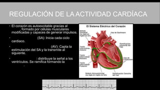 REGULACIÓN DE LA ACTIVIDAD CARDÍACA
 El corazón es autoexcitable gracias al tejido
nodal, formado por células musculares
modificadas y capaces de generar impulsos.
 Nódulo sinoatrial (SA): Inicia cada ciclo
cardiaco.
 Nódulo auriculoventricular (AV): Capta la
estimulación del SA y la transmite al
siguiente.
 Fascículo de His: distribuye la señal a los
ventrículos. Se ramifica formando la red de
Purkinje.
 