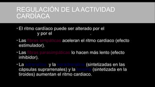  El ritmo cardíaco puede ser alterado por el sistema
nervioso y por el sistema endocrino.
 Las fibras simpáticas aceleran el ritmo cardiaco (efecto
estimulador).
 Las fibras parasimpáticas lo hacen más lento (efecto
inhibidor).
 La adrenalina y la noradrenalina (sintetizadas en las
cápsulas suprarrenales) y la tiroxina (sintetizada en la
tiroides) aumentan el ritmo cardiaco.
REGULACIÓN DE LA ACTIVIDAD
CARDÍACA
 