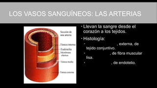 LOS VASOS SANGUÍNEOS: LAS ARTERIAS
 Llevan la sangre desde el
corazón a los tejidos.
 Histología:
 Túnica adventicia, externa, de
tejido conjuntivo.
 Túnica media, de fibra muscular
lisa.
 Túnica interna, de endotelio.
 