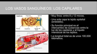 LOS VASOS SANGUÍNEOS: LOS CAPILARES
 Muy finos: entre 8 y 12 micras.
 Una sola capa te tejido epitelial
(endotelio).
 Su función principal es el
intercambio de sustancias entre la
luz de los capilares y el líquido
intersticial de los tejidos.
 La longitud total es de unos 100.000
kilómetros.
 