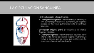 LA CIRCULACIÓN SANGUÍNEA
 : Entre el corazón y los pulmones.
 La sangre desoxigenada sale del ventrículo derecho, va
a los pulmones por las arterias pulmonares, se oxigena y
regresa por las venas pulmonares hasta el ventrículo
izquierdo.
 Circulación mayor: Entre el corazón y los demás
órganos y tejidos.
 La sangre oxigenada sale del ventrículo izquierdo por la
arteria aorta, lleva a los órganos oxígeno y nutrientes, y
vuelve al corazón por las venas, que confluyen en las
venas cavas, hasta la aurícula derecha.
 