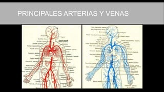 PRINCIPALES ARTERIAS Y VENAS
 