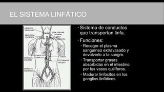 EL SISTEMA LINFÁTICO
 Sistema de conductos
que transportan linfa.
 Funciones:
 Recoger el plasma
sanguíneo extravasado y
devolverlo a la sangre.
 Transportar grasas
absorbidas en el intestino
por los vasos quilíferos.
 Madurar linfocitos en los
ganglios linfáticos.
 