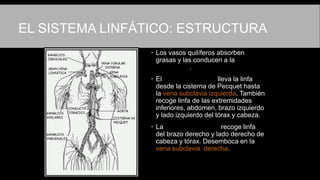 EL SISTEMA LINFÁTICO: ESTRUCTURA
 Los vasos quilíferos absorben
grasas y las conducen a la cisterna
de Pecquet.
 El conducto torácico lleva la linfa
desde la cisterna de Pecquet hasta
la vena subclavia izquierda. También
recoge linfa de las extremidades
inferiores, abdomen, brazo izquierdo
y lado izquierdo del tórax y cabeza.
 La gran vena linfática recoge linfa
del brazo derecho y lado derecho de
cabeza y tórax. Desemboca en la
vena subclavia derecha.
 