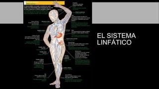 EL SISTEMA
LINFÁTICO
 