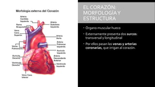 EL CORAZÓN:
MORFOLOGÍAY
ESTRUCTURA
 Órgano muscular hueco
 Externamente presenta dos surcos:
transversal y longitudinal
 Por ellos pasan las venas y arterias
coronarias, que irrigan al corazón.
 