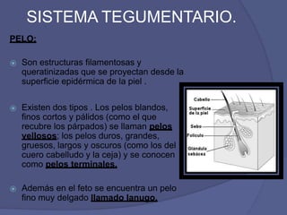 SISTEMA TEGUMENTARIO.
PELO:
⦿ Son estructuras filamentosas y
queratinizadas que se proyectan desde la
superficie epidérmica de la piel .
⦿ Existen dos tipos . Los pelos blandos,
finos cortos y pálidos (como el que
recubre los párpados) se llaman pelos
vellosos; los pelos duros, grandes,
gruesos, largos y oscuros (como los del
cuero cabelludo y la ceja) y se conocen
como pelos terminales.
⦿ Además en el feto se encuentra un pelo
fino muy delgado llamado lanugo.
 