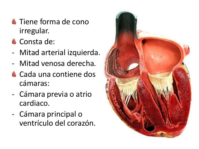 Como Son Las Celulas Del Corazon De Un Perro - Consejos Celulares