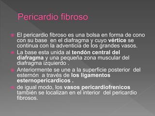  El pericardio fibroso es una bolsa en forma de cono
con su base en el diafragma y cuyo vértice se
continua con la adventicia de los grandes vasos.
 La base esta unida al tendón central del
diafragma y una pequeña zona muscular del
diafragma izquierdo .
 Anteriormente se une a la superficie posterior del
esternón a través de los ligamentos
esternopericardicos .
 de igual modo, los vasos pericardiofrenicos
también se localizan en el interior del pericardio
fibrosos.
 