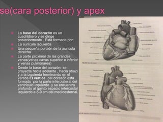  La base del corazón es un
cuadrilátero y se dirige
posteriormente . Esta formada por:
 La aurícula izquierda
 Una pequeña porción de la aurícula
derecha
 La parte proximal de las grandes
venas(venas cavas superior e inferior
y venas pulmonares)
 Desde la base del corazón se
proyecta hacia adelante , hacia abajo
y a la izquierda terminando en el
vértice.El vértice del corazón esta
formado por la parte inferolateral del
ventrículo izquierdo y se encuentra
profundo al quinto espacio intercostal
izquierdo a 8-9 cm del medioesternal.
 3.57
 3.58
 