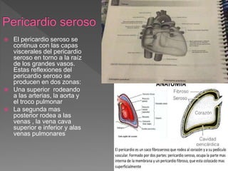  El pericardio seroso se
continua con las capas
viscerales del pericardio
seroso en torno a la raíz
de los grandes vasos.
Estas reflexiones del
pericardio seroso se
producen en dos zonas:
 Una superior rodeando
a las arterias, la aorta y
el troco pulmonar
 La segunda mas
posterior rodea a las
venas , la vena cava
superior e inferior y alas
venas pulmonares
 