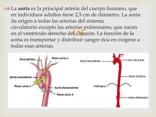
 La aorta es la principal arteria del cuerpo humano, que
en individuos adultos tiene 2,5 cm de diámetro. La aorta
da origen a todas las arterias del sistema
circulatorio excepto las arterias pulmonares, que nacen
en el ventrículo derecho del corazón. La función de la
aorta es transportar y distribuir sangre rica en oxígeno a
todas esas arterias.
 