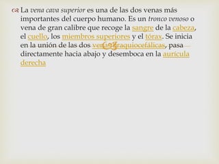 
 La vena cava superior es una de las dos venas más
importantes del cuerpo humano. Es un tronco venoso o
vena de gran calibre que recoge la sangre de la cabeza,
el cuello, los miembros superiores y el tórax. Se inicia
en la unión de las dos venas braquiocefálicas, pasa
directamente hacia abajo y desemboca en la aurícula
derecha
 