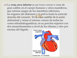 
 La vena cava inferior es un tronco venoso o vena de
gran calibre en el cuerpo humano y otros mamíferos,
que retorna sangre de los miembros inferiores,
los órganos del abdomen y la pelvis hasta la aurícula
derecha del corazón.2 Es la vena satélite de la aorta
abdominal y reúne el retorno venoso de todas las
venas infradiafragmáticas, en su porción superior con
dos ensanchamientos a nivel de los riñones y otro por
encima del hígado.
 