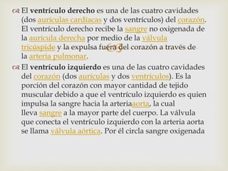 
 El ventrículo derecho es una de las cuatro cavidades
(dos aurículas cardíacas y dos ventrículos) del corazón.
El ventrículo derecho recibe la sangre no oxigenada de
la aurícula derecha por medio de la válvula
tricúspide y la expulsa fuera del corazón a través de
la arteria pulmonar.
 El ventrículo izquierdo es una de las cuatro cavidades
del corazón (dos aurículas y dos ventrículos). Es la
porción del corazón con mayor cantidad de tejido
muscular debido a que el ventrículo izquierdo es quien
impulsa la sangre hacia la arteriaaorta, la cual
lleva sangre a la mayor parte del cuerpo. La válvula
que conecta el ventrículo izquierdo con la arteria aorta
se llama válvula aórtica. Por él circla sangre oxigenada
 