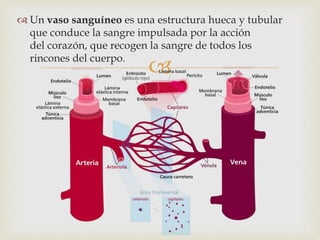 
 Un vaso sanguíneo es una estructura hueca y tubular
que conduce la sangre impulsada por la acción
del corazón, que recogen la sangre de todos los
rincones del cuerpo.
 