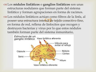 
 Los nódulos linfáticos o ganglios linfáticos son unas
estructuras nodulares que forman parte del sistema
linfático y forman agrupaciones en forma de racimos.
 Los nódulos linfáticos actúan como filtros de la linfa, al
poseer una estructura interna de tejido conectivo fino,
en forma de red, rellena de linfocitos que recogen y
destruyen bacterias y virus por lo que estos nódulos
también forman parte del sistema inmunitario,
 