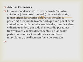 
 Arterias Coronarias
 En correspondencia de los dos senos de Valsalva
anteriores (derecho e izquierdo) de la arteria aorta,
toman origen las arterias coronarias derecha (o
posterior) e izquierda (o anterior), que van por el curso
aurículo-ventricular e Inter.-ventricular, ramificándose
y distribuyéndose por todo el miocardio por ramas
transversales y ramas descendentes, de las cuales
parten las ramificaciones directas a las fibras
musculares y que discurren fuera del corazón.

 