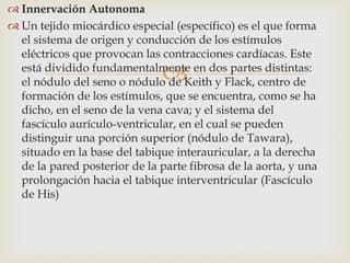 
 Innervación Autonoma
 Un tejido miocárdico especial (específico) es el que forma
el sistema de origen y conducción de los estímulos
eléctricos que provocan las contracciones cardíacas. Este
está dividido fundamentalmente en dos partes distintas:
el nódulo del seno o nódulo de Keith y Flack, centro de
formación de los estímulos, que se encuentra, como se ha
dicho, en el seno de la vena cava; y el sistema del
fascículo aurículo-ventricular, en el cual se pueden
distinguir una porción superior (nódulo de Tawara),
situado en la base del tabique interauricular, a la derecha
de la pared posterior de la parte fibrosa de la aorta, y una
prolongación hacia el tabique interventricular (Fascículo
de His)
 