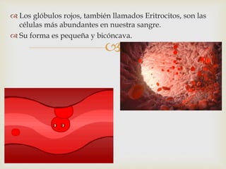 
 Los glóbulos rojos, también llamados Eritrocitos, son las
células más abundantes en nuestra sangre.
 Su forma es pequeña y bicóncava.
 