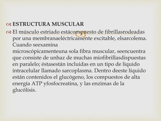 
 ESTRUCTURA MUSCULAR
 El músculo estriado estácompuesto de fibrillasrodeadas
por una membranaeléctricamente excitable, elsarcolema.
Cuando seexamina
microscópicamenteuna sola fibra muscular, seencuentra
que consiste de unhaz de muchas miofibrillasdispuestas
en paralelo; éstasestán incluidas en un tipo de líquido
intracelular llamado sarcoplasma. Dentro deeste líquido
están contenidos el glucógeno, los compuestos de alta
energía ATP yfosfocreatina, y las enzimas de la
glucólisis.
 