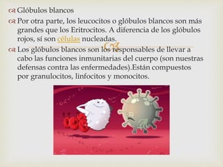 
 Glóbulos blancos
 Por otra parte, los leucocitos o glóbulos blancos son más
grandes que los Eritrocitos. A diferencia de los glóbulos
rojos, sí son células nucleadas.
 Los glóbulos blancos son los responsables de llevar a
cabo las funciones inmunitarias del cuerpo (son nuestras
defensas contra las enfermedades).Están compuestos
por granulocitos, linfocitos y monocitos.
 