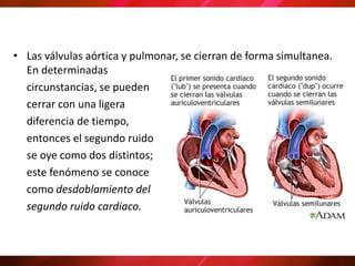 • Las válvulas aórtica y pulmonar, se cierran de forma simultanea.
En determinadas
circunstancias, se pueden
cerrar con una ligera
diferencia de tiempo,
entonces el segundo ruido
se oye como dos distintos;
este fenómeno se conoce
como desdoblamiento del
segundo ruido cardiaco.
 
