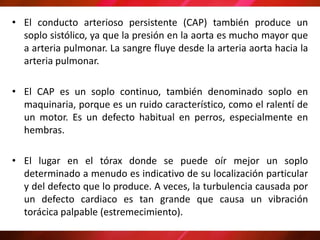• El conducto arterioso persistente (CAP) también produce un
soplo sistólico, ya que la presión en la aorta es mucho mayor que
a arteria pulmonar. La sangre fluye desde la arteria aorta hacia la
arteria pulmonar.
• El CAP es un soplo continuo, también denominado soplo en
maquinaria, porque es un ruido característico, como el ralentí de
un motor. Es un defecto habitual en perros, especialmente en
hembras.
• El lugar en el tórax donde se puede oír mejor un soplo
determinado a menudo es indicativo de su localización particular
y del defecto que lo produce. A veces, la turbulencia causada por
un defecto cardiaco es tan grande que causa un vibración
torácica palpable (estremecimiento).
 