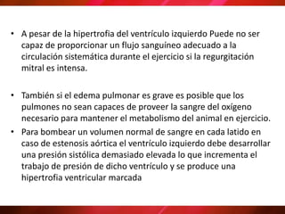 • A pesar de la hipertrofia del ventrículo izquierdo Puede no ser
capaz de proporcionar un flujo sanguíneo adecuado a la
circulación sistemática durante el ejercicio si la regurgitación
mitral es intensa.
• También si el edema pulmonar es grave es posible que los
pulmones no sean capaces de proveer la sangre del oxígeno
necesario para mantener el metabolismo del animal en ejercicio.
• Para bombear un volumen normal de sangre en cada latido en
caso de estenosis aórtica el ventrículo izquierdo debe desarrollar
una presión sistólica demasiado elevada lo que incrementa el
trabajo de presión de dicho ventrículo y se produce una
hipertrofia ventricular marcada
 
