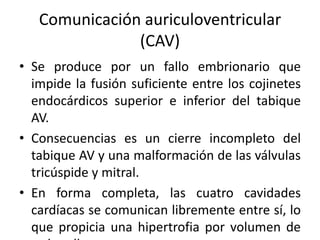 Comunicación auriculoventricular
               (CAV)
• Se produce por un fallo embrionario que
  impide la fusión suficiente entre los cojinetes
  endocárdicos superior e inferior del tabique
  AV.
• Consecuencias es un cierre incompleto del
  tabique AV y una malformación de las válvulas
  tricúspide y mitral.
• En forma completa, las cuatro cavidades
  cardíacas se comunican libremente entre sí, lo
  que propicia una hipertrofia por volumen de
 