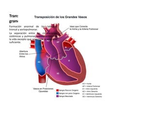 Transposición de los
grandes vasos.
Formación anormal de los tabiques
troncal y aortopulmonar.
La separación entre las circulaciones
sistémicas y pulmonar, incompatible con
la vida excepto que se mezcle la sangre lo
suficiente.
 