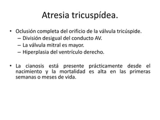 Atresia tricuspídea.
• Oclusión completa del orificio de la válvula tricúspide.
   – División desigual del conducto AV.
   – La válvula mitral es mayor.
   – Hiperplasia del ventrículo derecho.

• La cianosis está presente prácticamente desde el
  nacimiento y la mortalidad es alta en las primeras
  semanas o meses de vida.
 