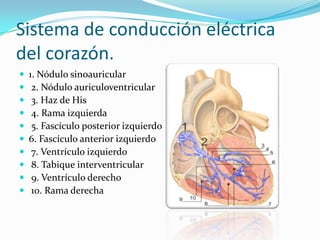 Sistema de conducción eléctrica
del corazón.
   1. Nódulo sinoauricular
    2. Nódulo auriculoventricular
    3. Haz de His
    4. Rama izquierda
    5. Fascículo posterior izquierdo
   6. Fascículo anterior izquierdo
    7. Ventrículo izquierdo
    8. Tabique interventricular
    9. Ventrículo derecho
    10. Rama derecha
 