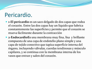 Pericardio.
 1-El pericardio es un saco delgado de dos capas que rodea
  el corazón. Entre las dos capas hay un líquido que lubrica
  constantemente las superficies y permite que el corazón se
  mueva fácilmente durante la contracción
 2-EndocardioEs una membrana muy fina, lisa y brillante
  compuesta de una capa de endotelio plano simple y una
  capa de tejido conectivo que tapiza superficie interna del
  órgano, incluyendo válvulas, cuerdas tendinosas y músculo
  capilares, y se continua con la membrana interna de los
  vasos que entran y salen del corazón.
 
