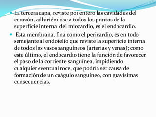 La tercera capa, reviste por entero las cavidades del
  corazón, adhiriéndose a todos los puntos de la
  superficie interna del miocardio, es el endocardio.
 Esta membrana, fina como el pericardio, es en todo
  semejante al endotelio que reviste la superficie interna
  de todos los vasos sanguíneos (arterias y venas); como
  este último, el endocardio tiene la función de favorecer
  el paso de la corriente sanguínea, impidiendo
  cualquier eventual roce, que podría ser causa de
  formación de un coágulo sanguíneo, con gravísimas
  consecuencias.
 