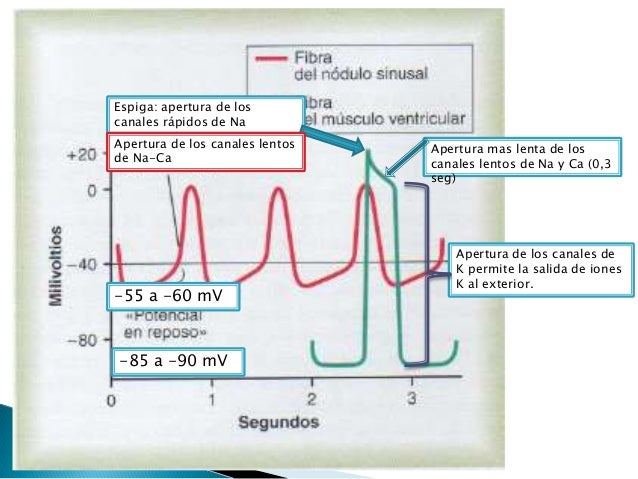 Resultado de imagen para DESCARGA RITMICA EN UNA FIBRA DEL NODULO SINUSAL