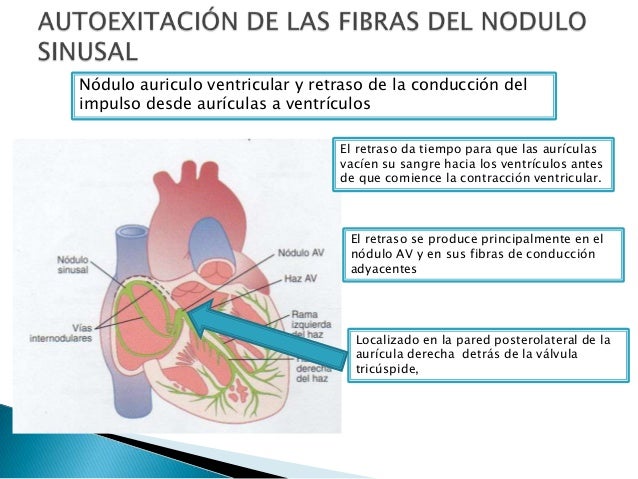 Resultado de imagen para conduccion lenta en el corazon