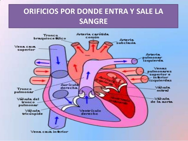 CORAZON