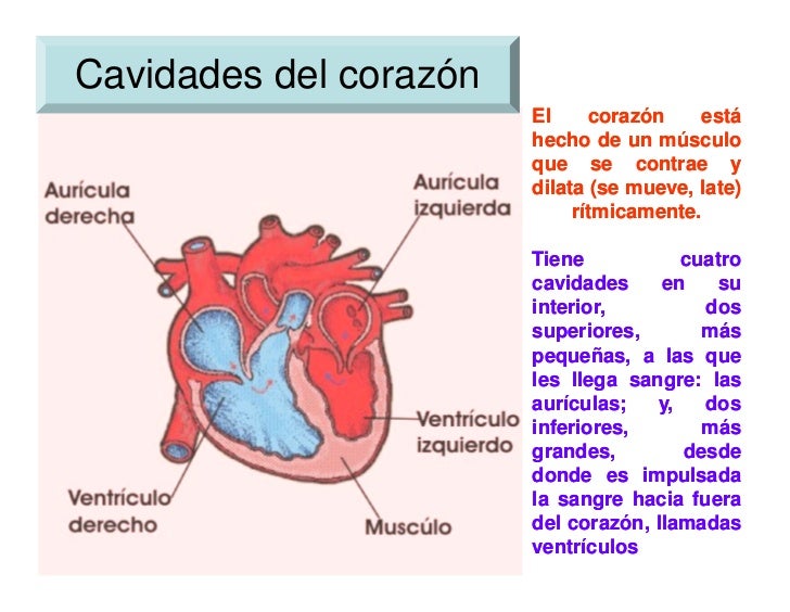sistema cardiovascular - Mind Map