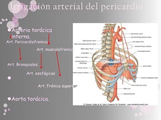 Irrigación arterial del pericardio

Arteria torácica
 interna.
Art. Pericardiofrenica
                Art. musculofrenica


Art. Bronquiales.

          Art. esofágicas

                Art. Frénica superior


Aorta torácica.
 