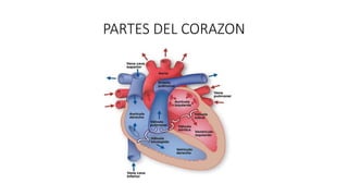 PARTES DEL CORAZON
 