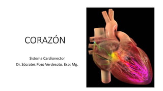 CORAZÓN
Sistema Cardionector
Dr. Sócrates Pozo Verdesoto. Esp; Mg.
 