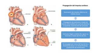 Generación del impulso eléctrico en
nódulo sinusal.
Propagación de estímulos a través de
tractos internodales por aurícula derecha
e izquierda. (contracción de aurículas)
Estímulos llegan a nódulo AV, siguen su
recorrido a través del Haz de His.
Se propagan por ramas del haz de his y
finalmente pasan a la red de Purkinje.
(contracción de ventrículos)
Propagación del impulso cardiaco
 