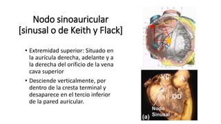 Nodo sinoauricular
[sinusal o de Keith y Flack]
• Extremidad superior: Situado en
la aurícula derecha, adelante y a
la derecha del orificio de la vena
cava superior
• Desciende verticalmente, por
dentro de la cresta terminal y
desaparece en el tercio inferior
de la pared auricular.
 