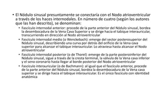 • El Nódulo sinusal presuntamente se conectaría con el Nodo atrioventricular
a través de los haces internodales. En número de cuatro (según los autores
que las han descrito), se denominan:
• Fascículo internodal anterior: procede de la parte anterior del Nódulo sinusal, bordea
la desembocadura de la Vena Cava Superior y se dirige hacia el tabique interauricular,
transcurriendo en dirección al Nodo atrioventricular
• Fascículo internodal medio (o Wenckebach): emerge del sector posterosuperior del
Nódulo sinusal, describiendo una curva por detrás del orificio de la Vena cava
superior para alcanzar el tabique interauricular. Lo atraviesa hasta alcanzar el Nodo
atrioventricular
• Fascículo internodal posterior (o de Thorel) :emerge de la parte posteroinferior del
Nódulo sinusal, sigue a través de la cresta terminal, la válvula de la Vena cava inferior
y el seno coronario hasta llegar al borde posterior del Nodo atrioventricular
• Fascículo interauricular (o de Bachmann): al igual que el fascículo anterior, procede
de la parte anterior del Nódulo sinusal, bordea la desembocadura de la Vena cava
superior y se dirige hacia el tabique interauricular. Es el único fascículo con identidad
anatómica
 